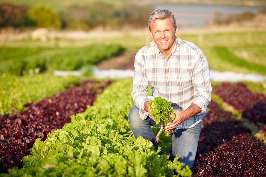 Grow your own vegetables at home